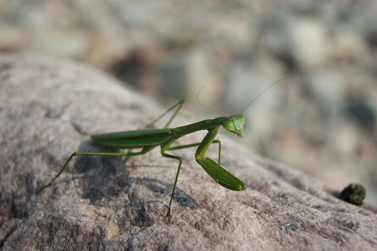 螳螂 虫 单反 昆虫 生物世界 石头 眼睛