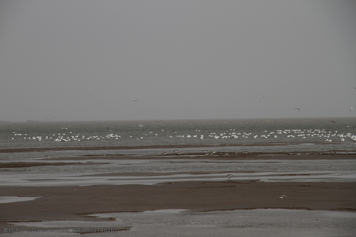 海边风光 海水 海鸥 海滩 黄河口风光 自然风景 自然景观