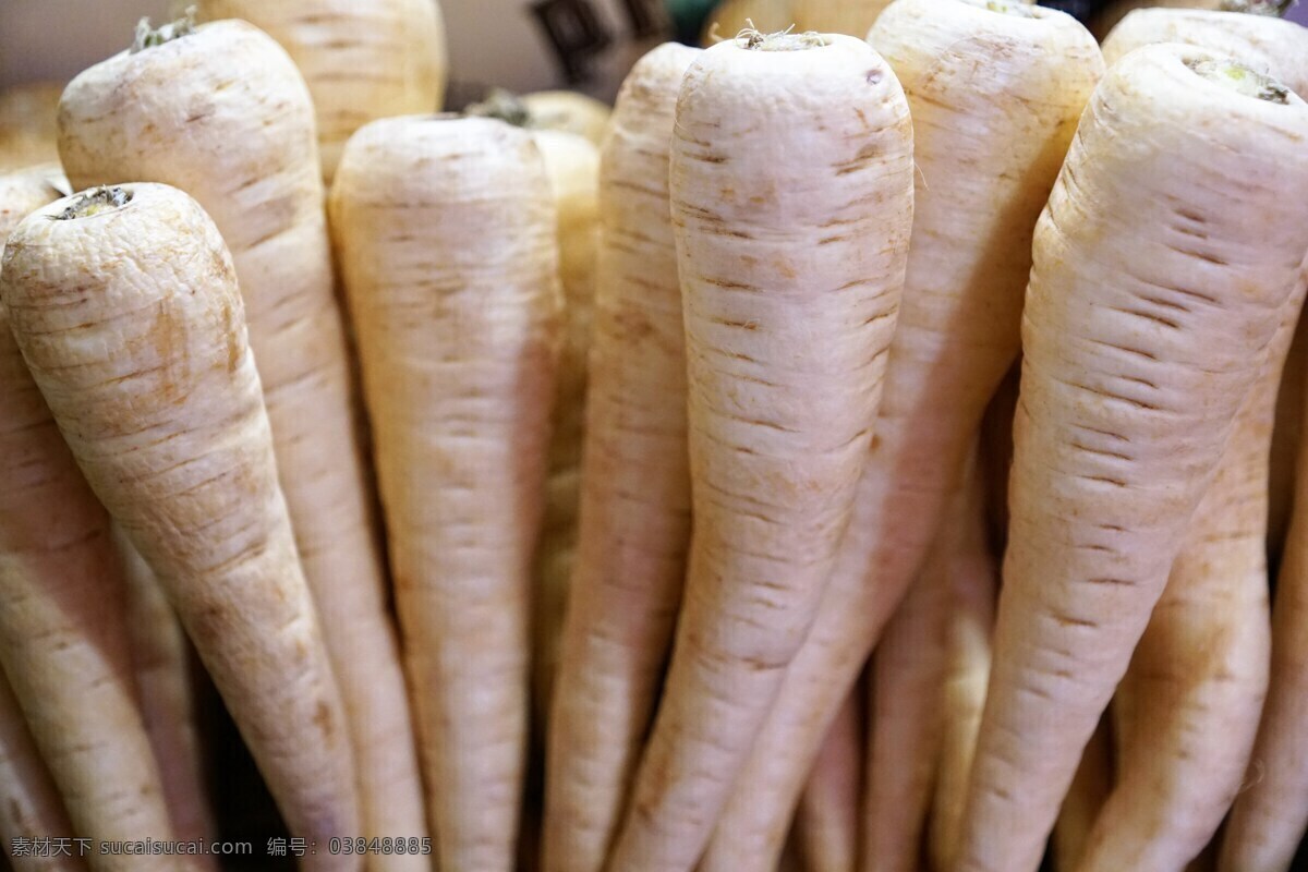 白萝卜 莱菔 植物 萝卜叶 萝卜根 食物 食品 万圣节 绿色食品 健康蔬菜 蔬菜 菜 农场 有机蔬菜 果蔬 绿色蔬菜 农产品 农副产品 萝卜贴图 萝卜背景 萝卜壁纸 萝卜摆拍 餐饮美食 西餐美食