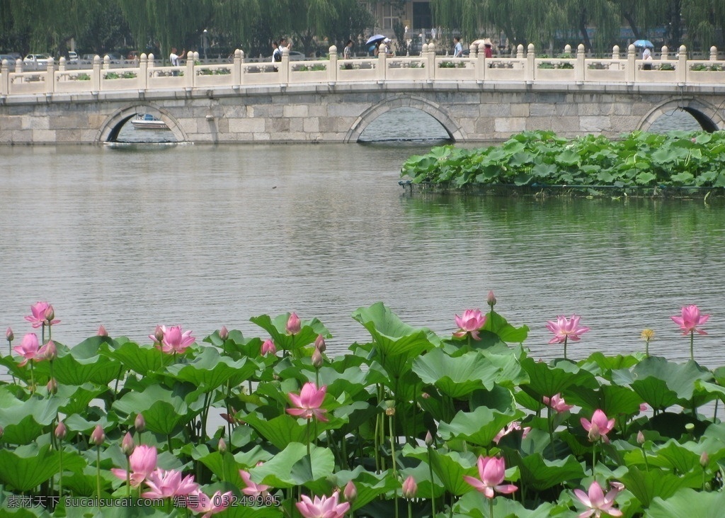 北海公园风景 北海公园美景 园林美景 荷叶荷花 荷花 荷叶 莲蓬 荷塘 荷花摄影 溪水 园林 植物 花草 湖水 绿叶 叶脉 绿化景观 园林景观 园林风景 建筑园林 园林建筑