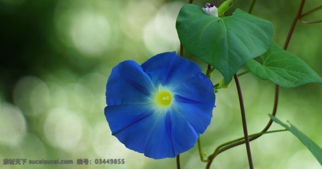 牵牛花 清新 唯美 小清新 花朵 花儿鲜花 花卉 野花 紫色花朵 红色花朵 黄色花朵 白色花朵 蓝色华东 橙色花朵 高清 壁纸 背景 个性 美丽 自然 绿色 清新花卉 朦胧 朦胧花朵 插花 花艺 喇叭花 牵牛花儿 生物世界 花草