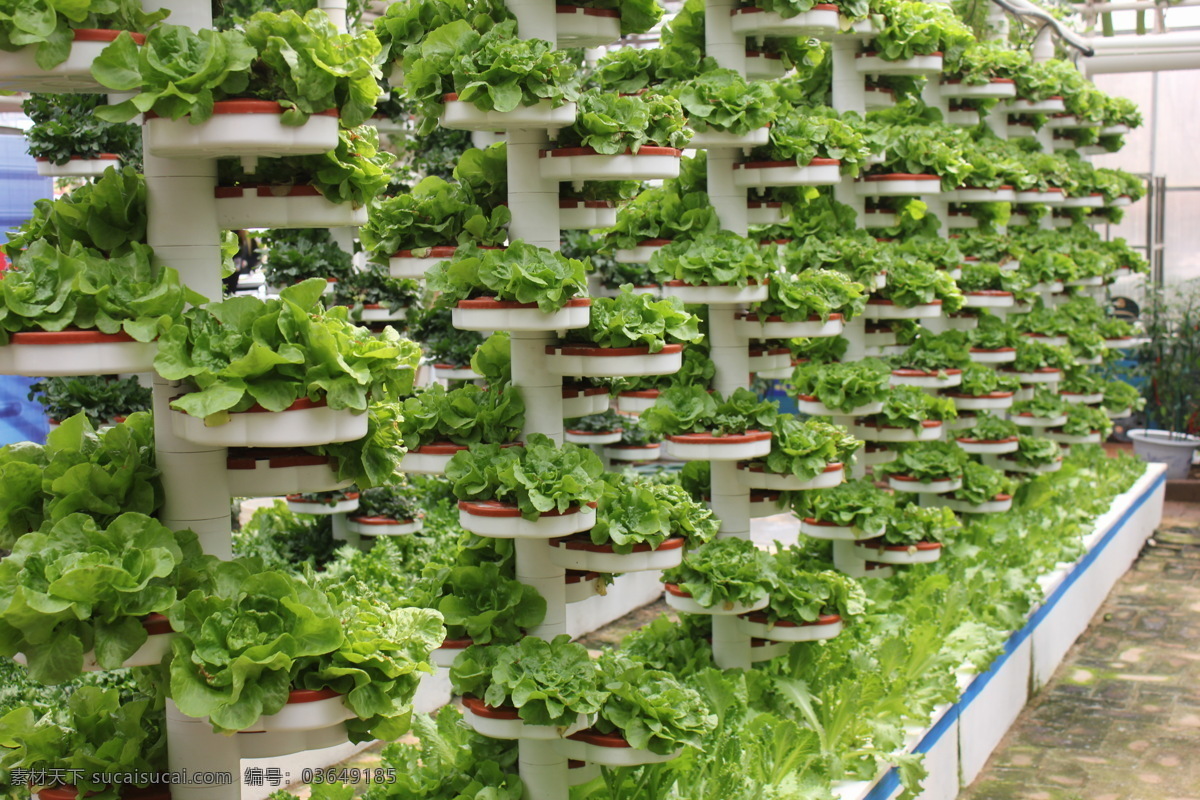 无土栽培 寿光 蔬菜 博览会 立柱栽培 绿色蔬菜 立柱 栽培 生物世界