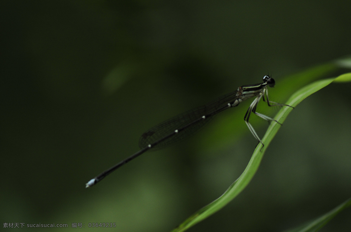 蜻蜓 蜻蜓点水 绿色蜻蜓 风景 大自然 生物世界 昆虫