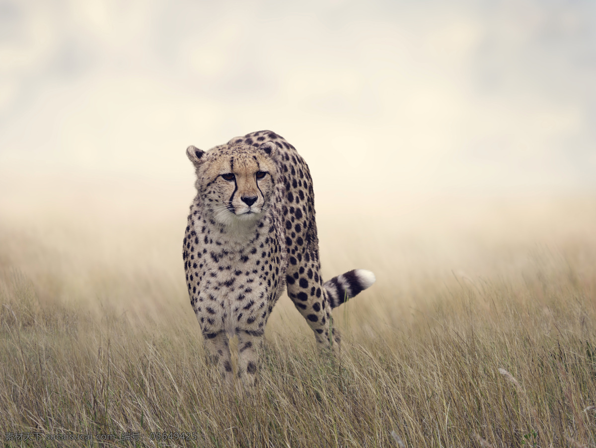 猎豹 豹子 草原 枯草 斑点 cheetah 生物世界 野生动物