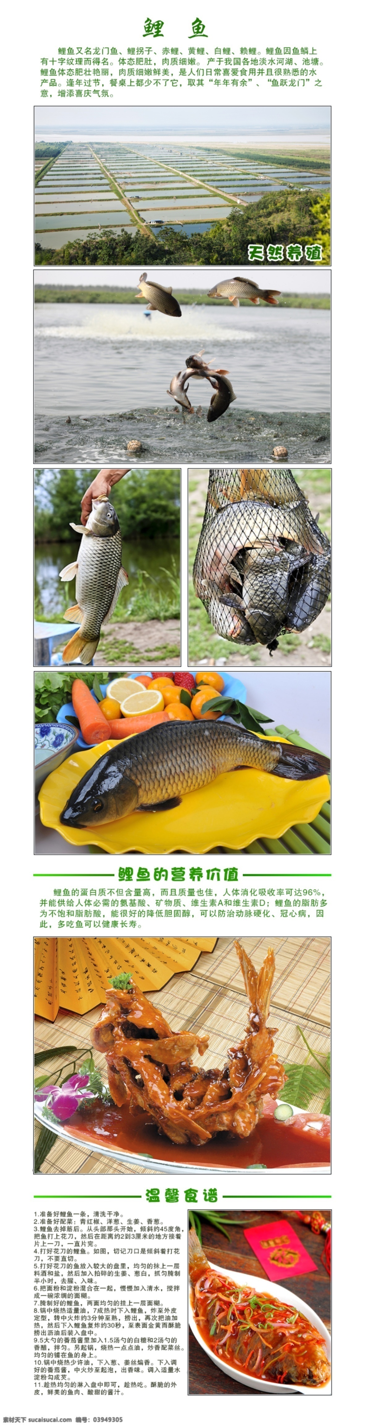 鲤鱼 鲤鱼介绍 宣传图片 鲤鱼做法 鲤鱼营养价值 淘宝界面设计