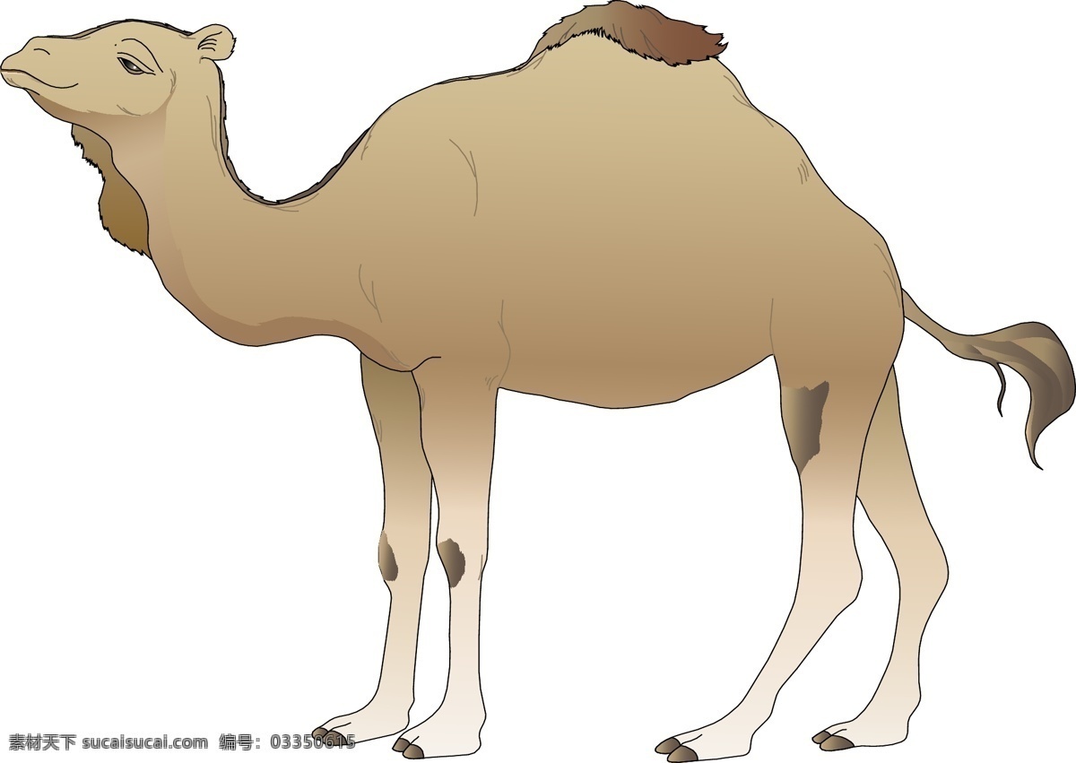 骆驼手绘 野生动物 手绘 壁画 动物 骆驼 设计专辑 文化艺术 绘画书法 白色