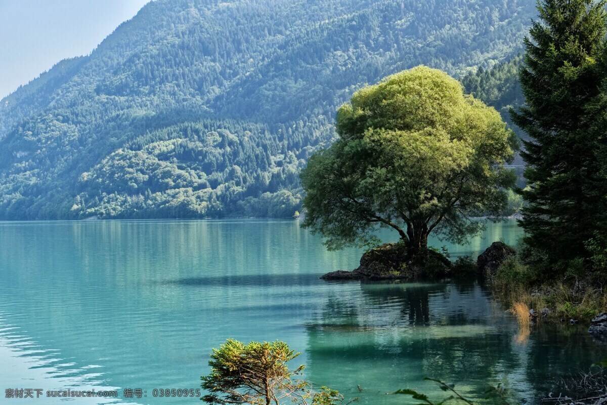 棵 长 湖边 树 大树 湖 自然 大山 山 绿色的 水 湖水 生物世界 树木树叶