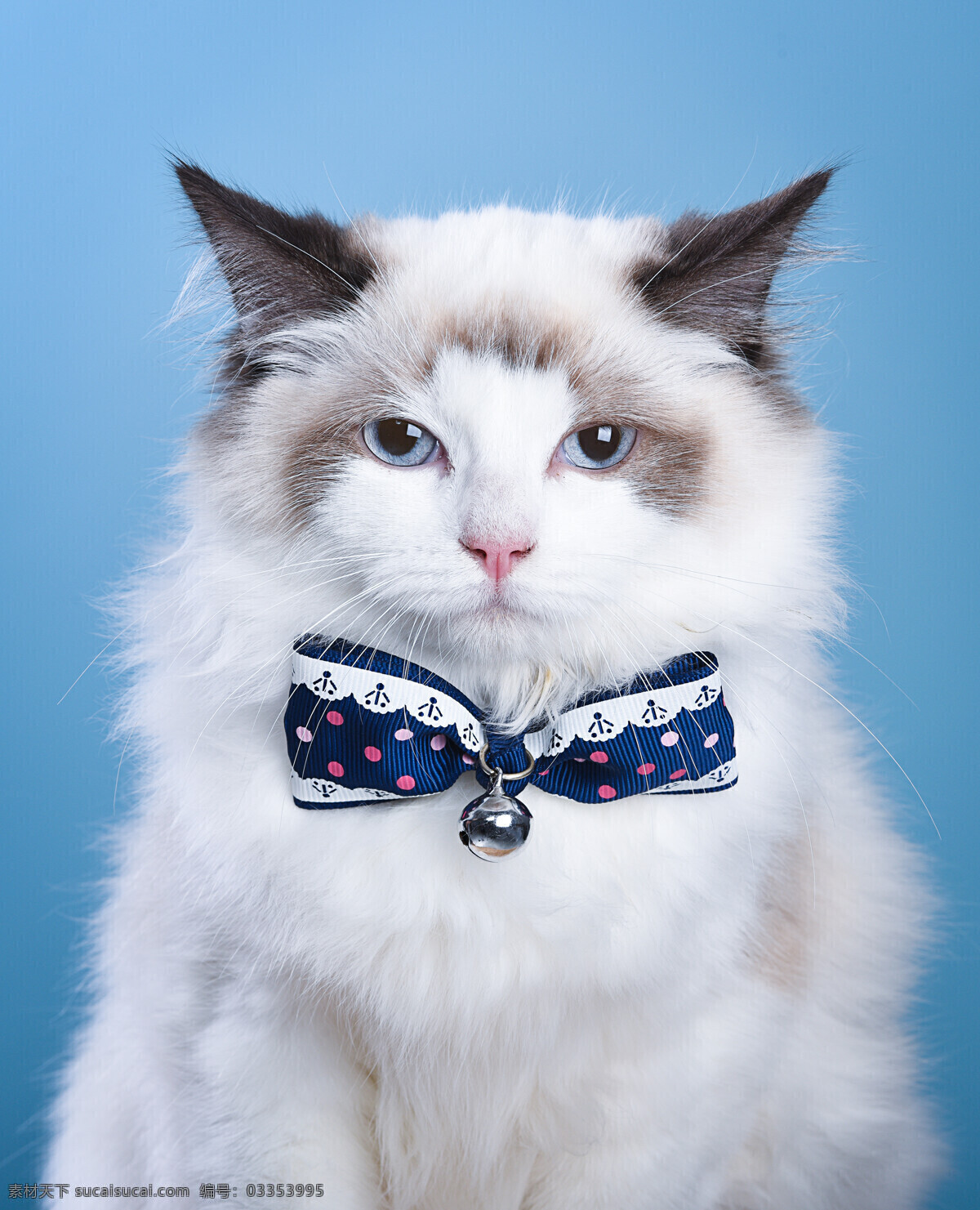 可爱的猫咪 动物 可爱 蝴蝶结 宠物 猫咪 生物世界 家禽家畜