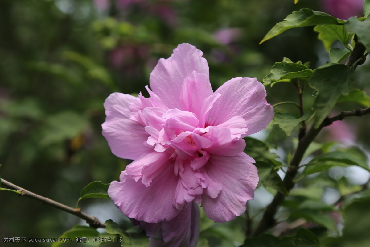 木槿花 木槿 无穷花 花卉 花儿 花草 植物 园林绿化 绿化景观 装饰画 木槿木槿花 生物世界