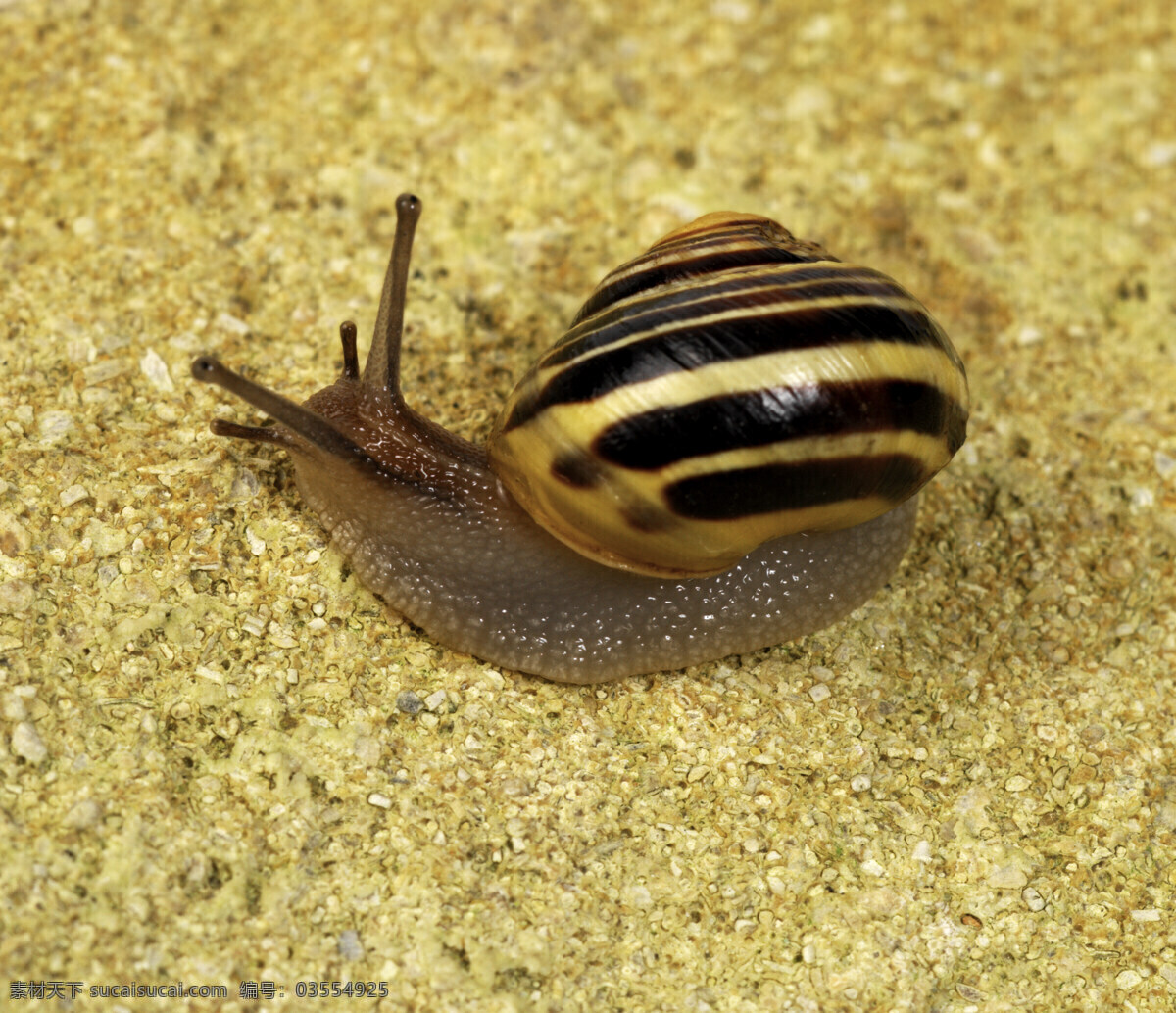 蜗牛 昆虫 生物世界 腹足纲 直腹足亚纲 前鳃类 吸螺目