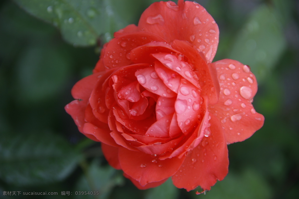 雨中绽放 雨后 月季花 水珠 粉色月季 绿叶 雨后的月季花 花草 生物世界