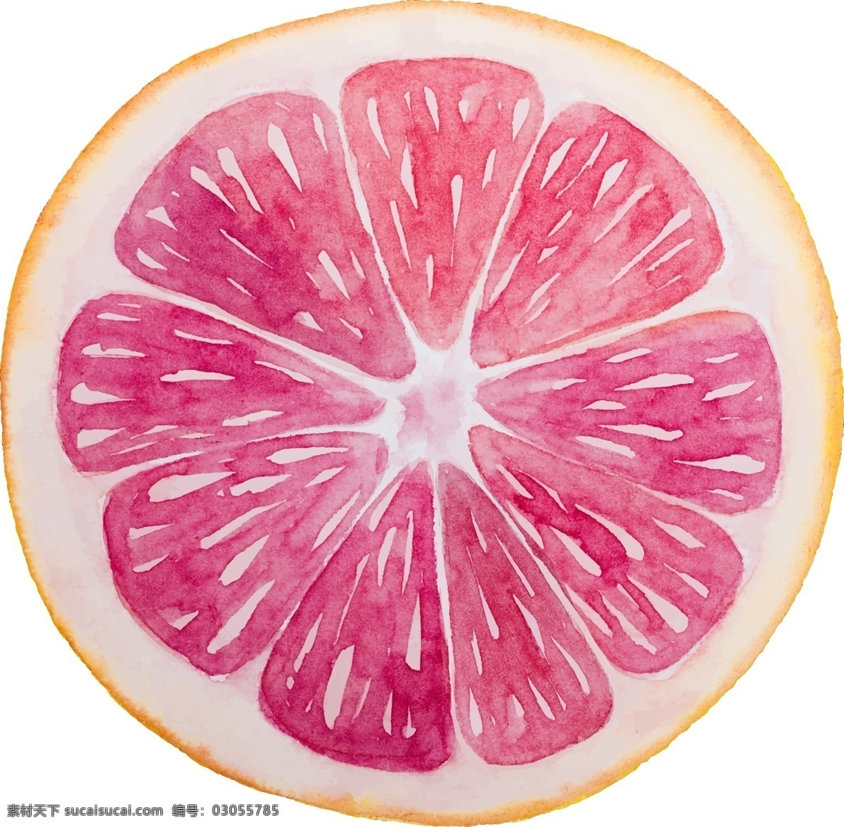 手绘 葡萄柚 矢量 水果 美味 逼真 创意