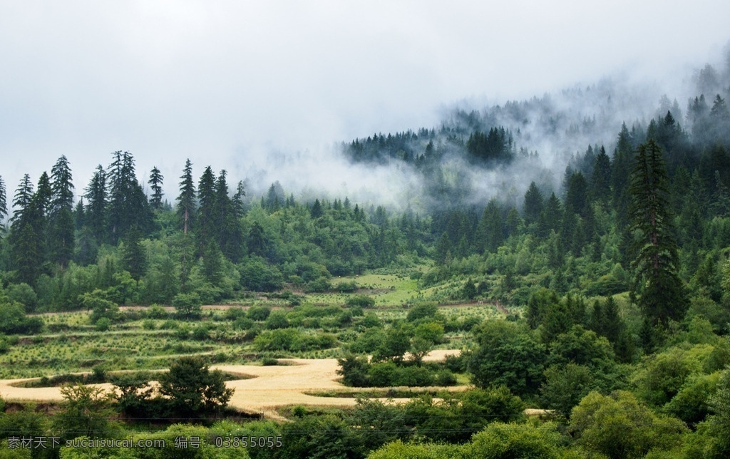 扎尕那风光 森林 树林 麦田 田园风光 针叶林 树 藏区风光 甘肃风光 旅游摄影 自然风景