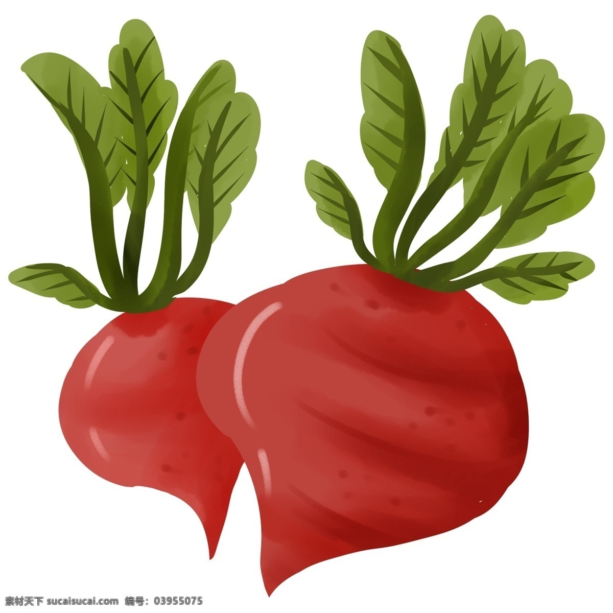 萝卜 植物 叶子 绿色食品 健康 食物 红色 白色 黄色 大自然 卡通 装饰 装饰画 自然 生长 生命 清新 蔬菜