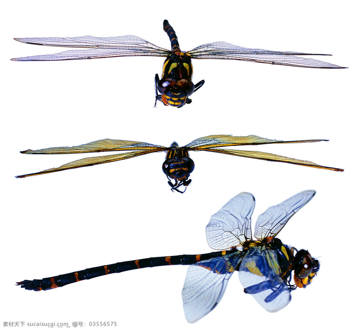 蜻蜓 飞翔 昆虫 生物世界 蜻蜓标本 蜻蜓翅膀 生物科学 psd源文件