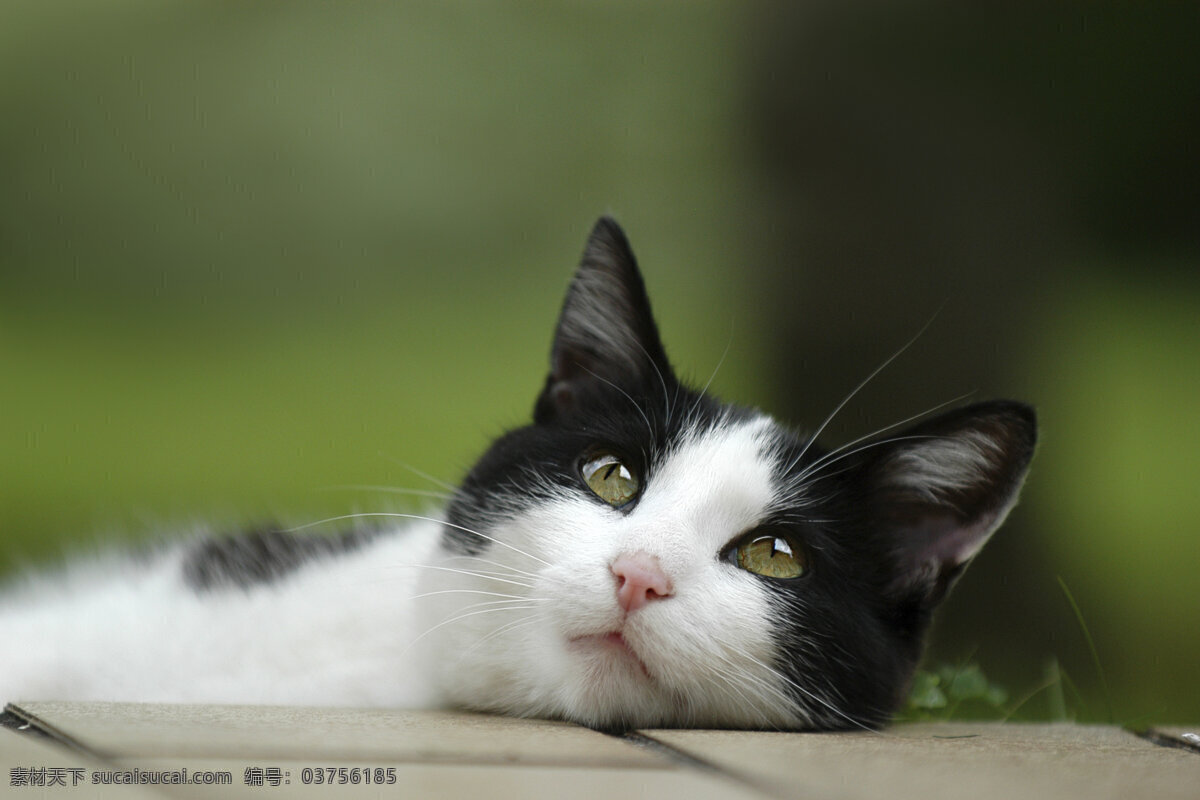 仰望 可爱 小猫 宠物猫 猫咪 动物世界 摄影图 陆地动物 生物世界 黑色