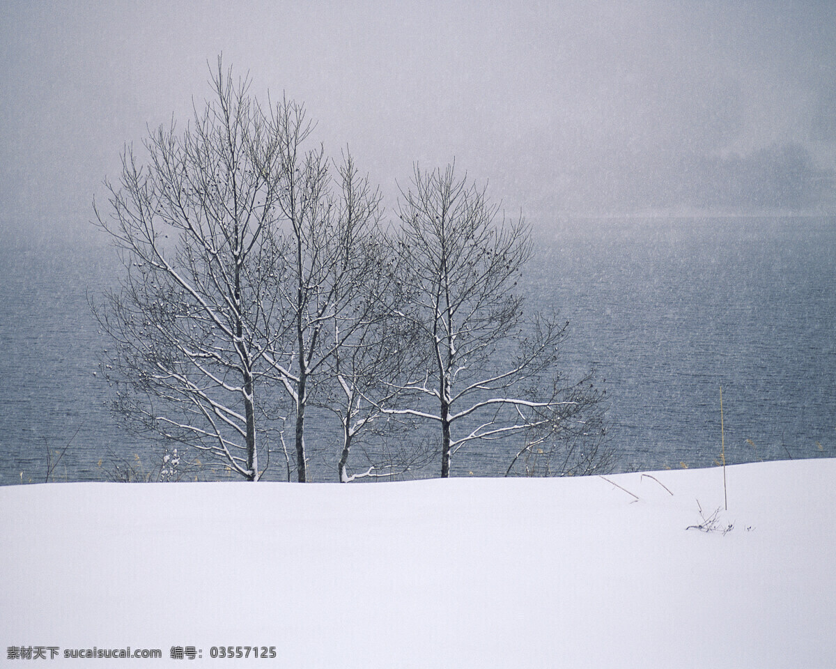 独树 雪景 白雪皑皑 雪松 白雪风光 森林大雪 风景 生活 旅游餐饮