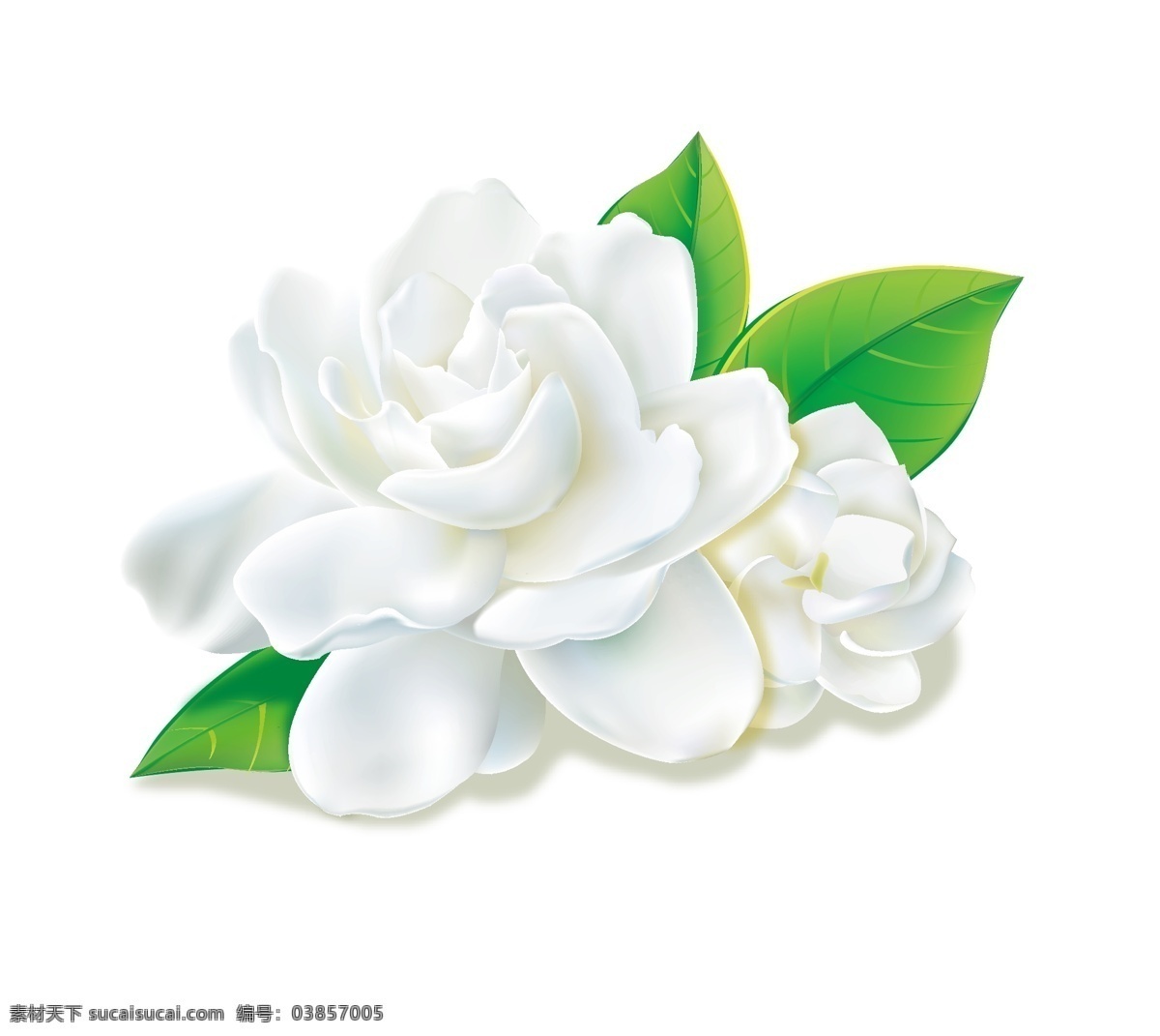 茉莉花 矢量图 花朵 植物 白色 生活百科