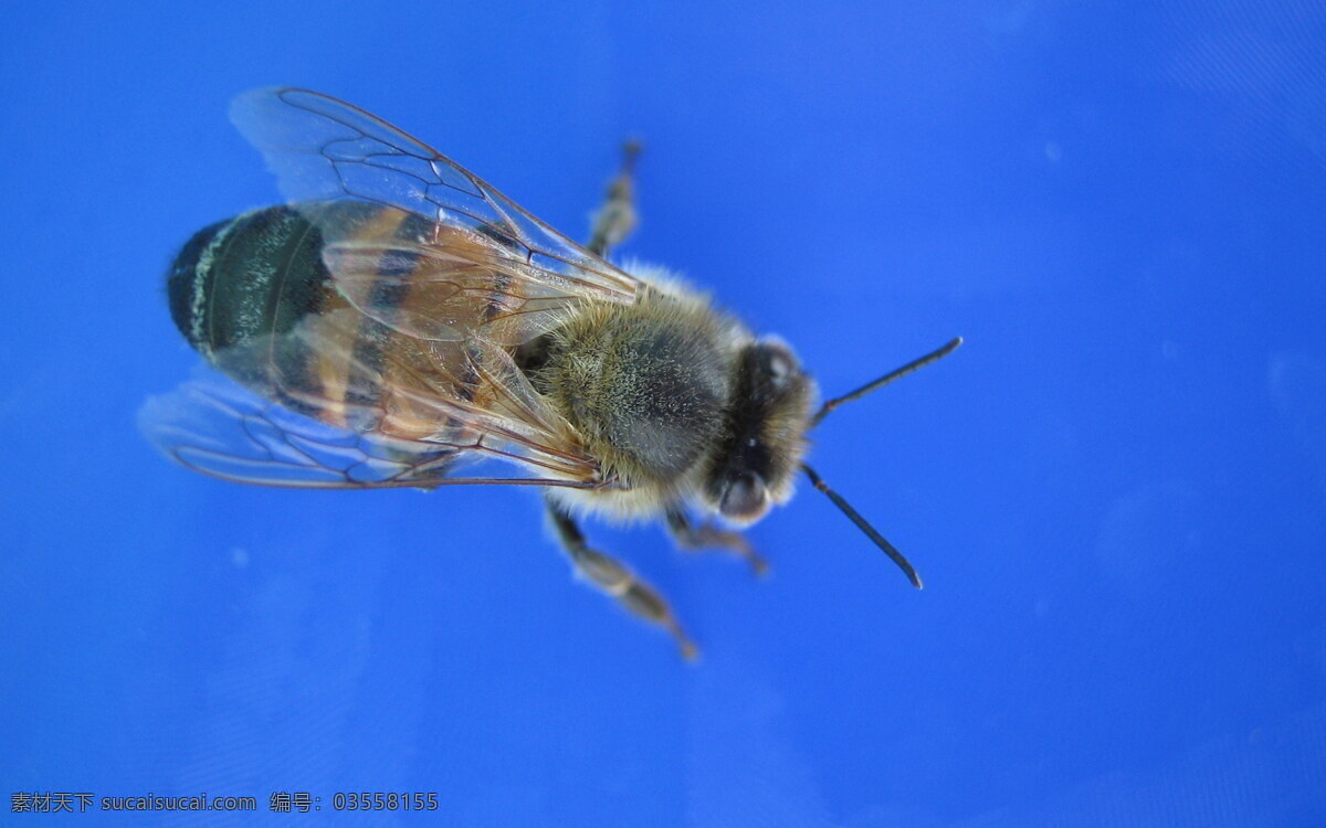 翅膀 动物 昆虫 蜜蜂 生物世界 小蜜蜂 眼睛 采蜜 益虫 psd源文件