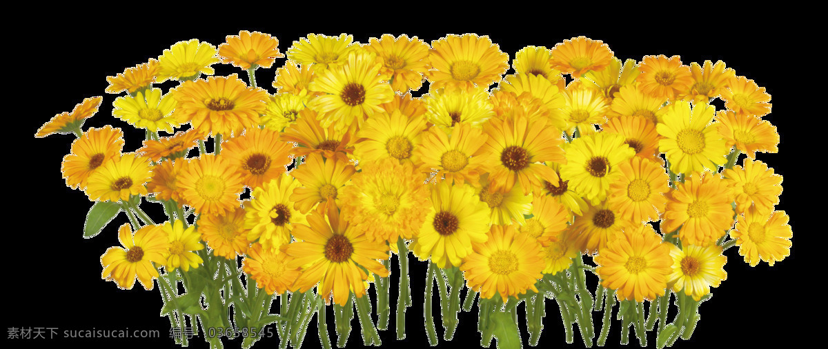 png元素 创意 花朵 黄色 免抠元素 透明素材 元素