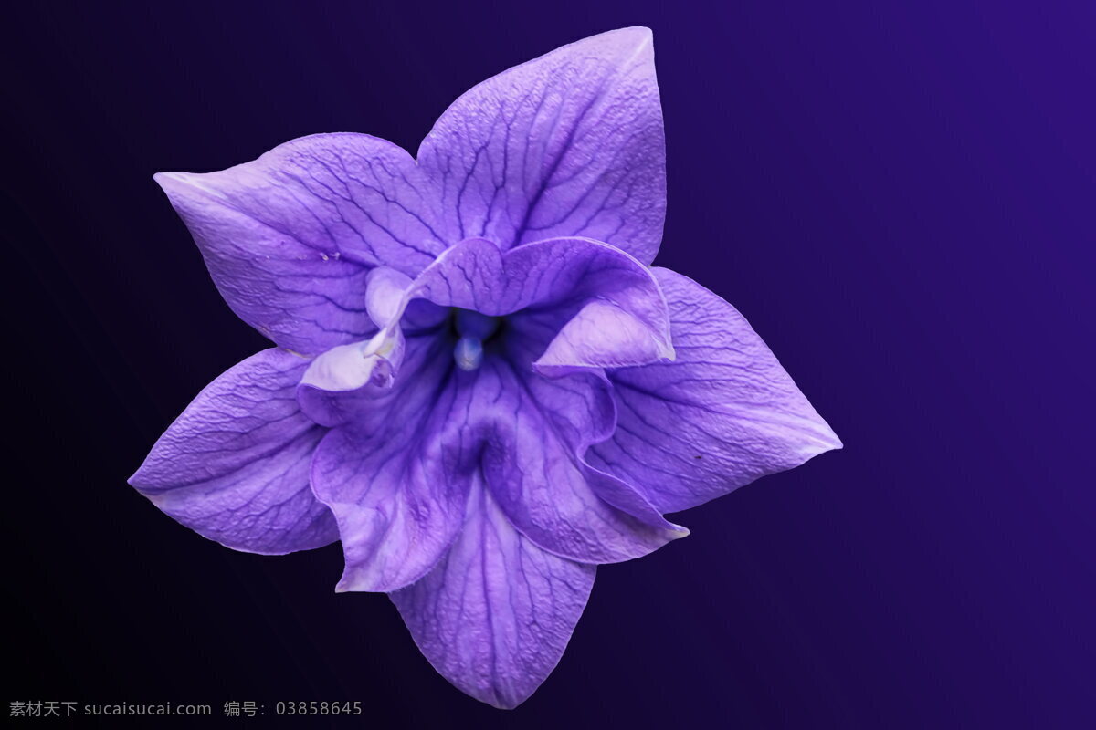 紫色 桔梗 花 花朵 紫色桔梗 桔梗花朵 桔梗花 紫色花朵 紫花 紫色花 微距花朵 鲜花 花瓣 花蕊 花卉 花草 植物 生物世界