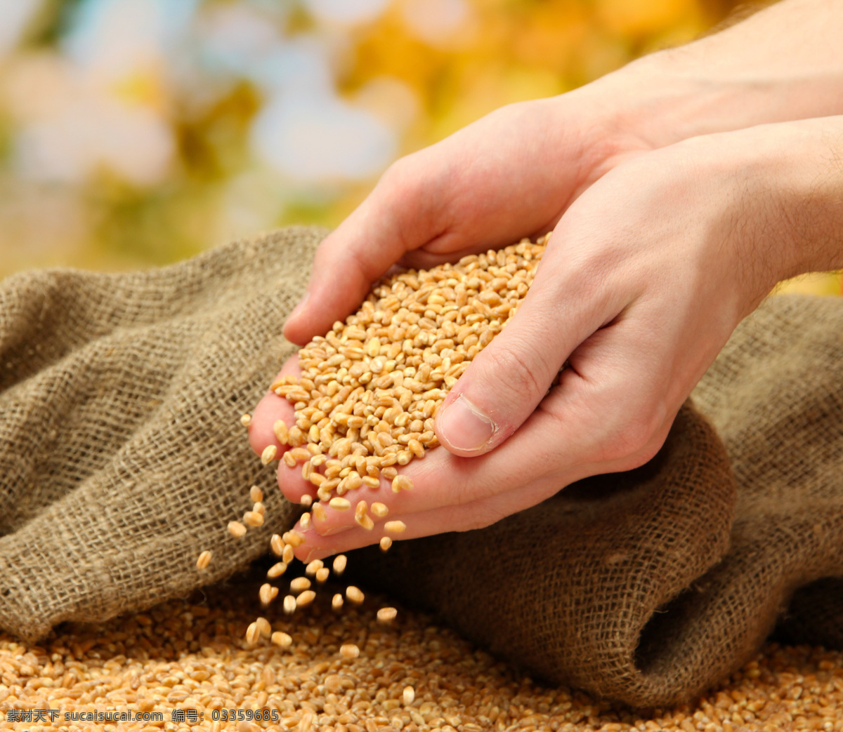 捧麦子的手 手捧麦子 麦子粒 丰收 农产品 粮食 现代科技 农业生产