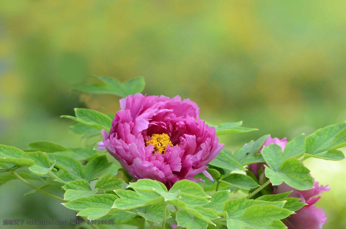 大 芍药花 高清 红色芍药 鲜艳芍药 大芍药 鲜花