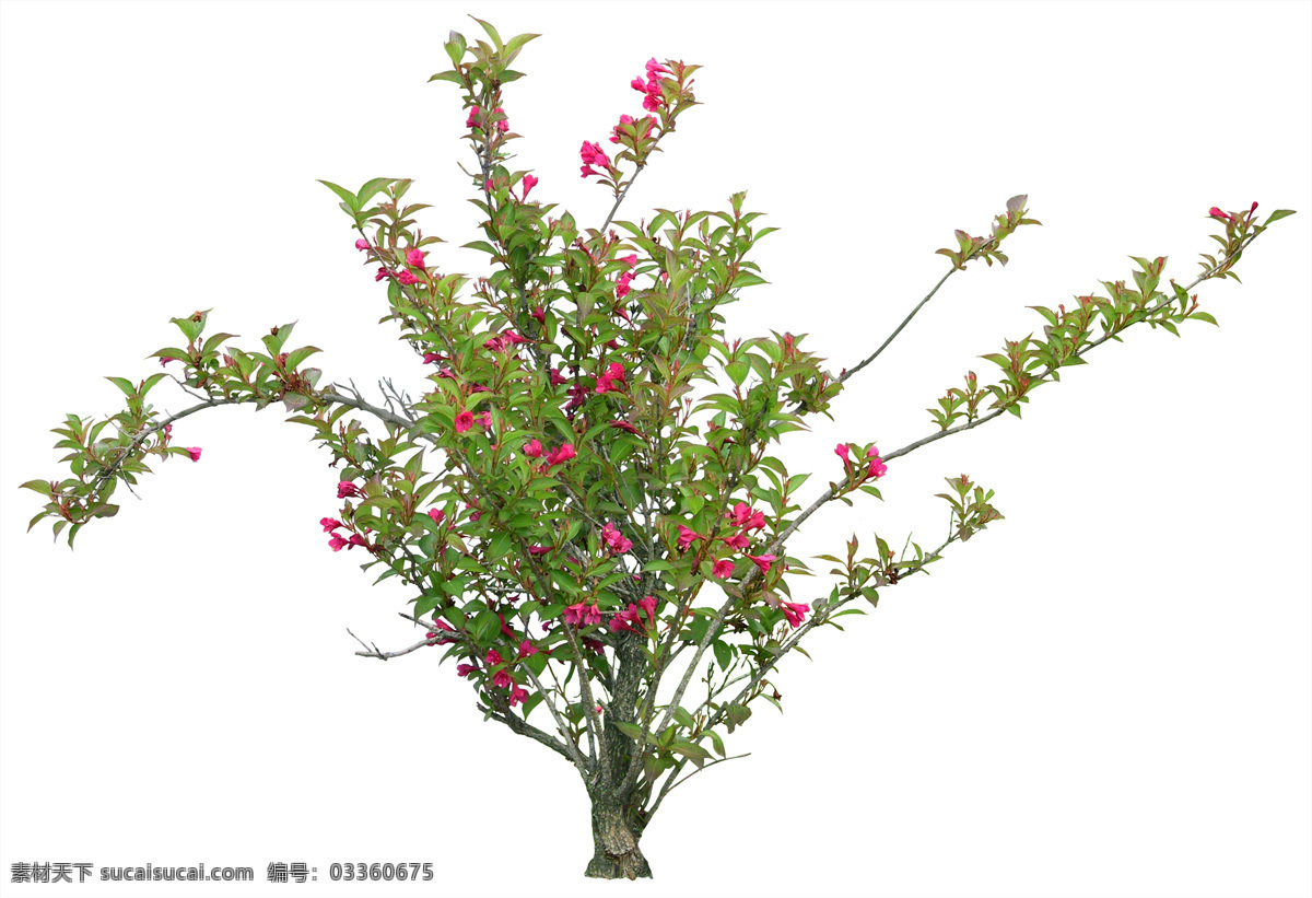 后期 花 高清花大图 花儿 环境设计 设计图 后期花素材 其他设计图片
