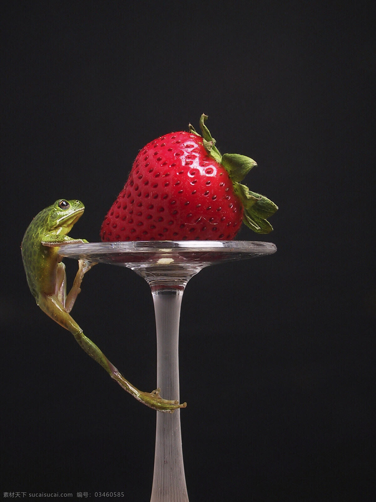 正在 攀爬 小 青蛙 动物 两栖动物 酒樽 水果 草莓 可口 食欲 陆地动物 生物世界
