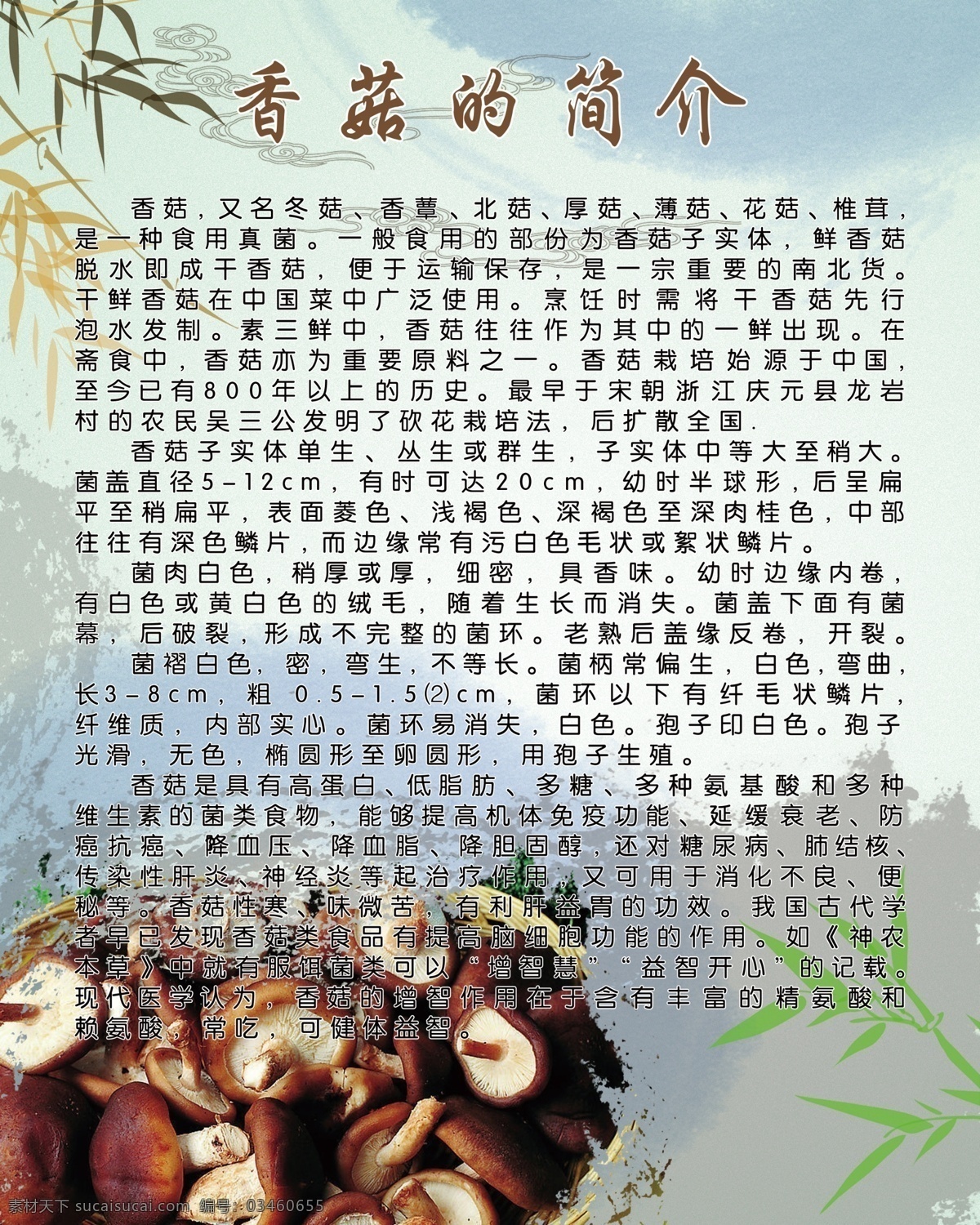香菇 简介 背景 饭店 版面 广告 展板 说明 展板模板 广告设计模板 源文件