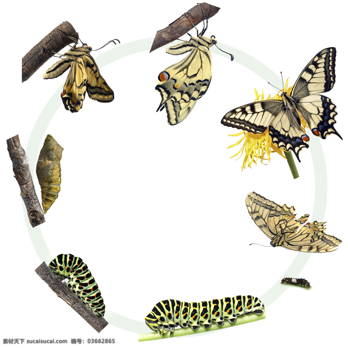 蝶变 完全变态 蛹变蝴蝶 昆虫 科谱 幼虫期 蛹期 成虫期 动物 生物世界