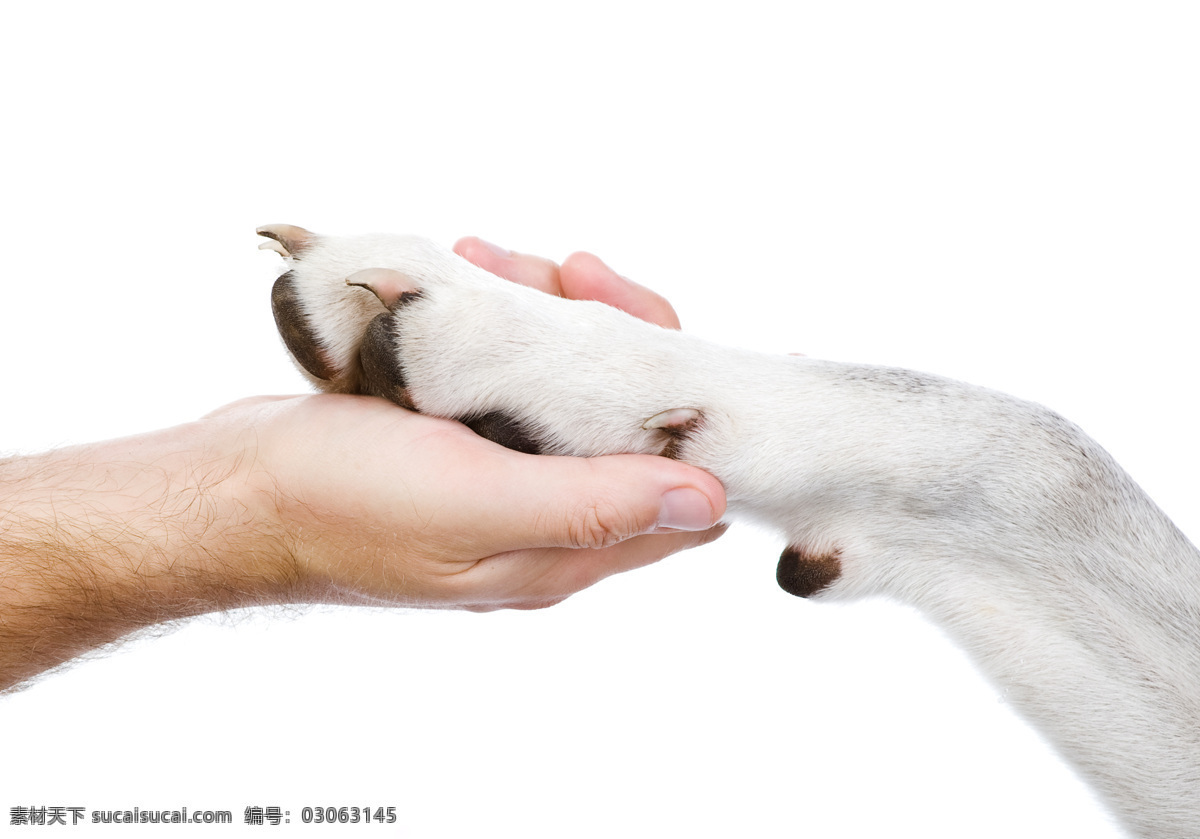握着狗爪 握爪 狗爪 狗狗 小狗 宠物 动物 陆地动物 生物世界 白色