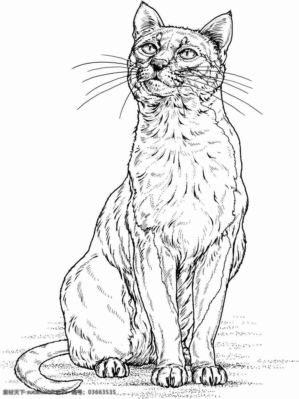 猫科动物素描 动物手绘画 设计素材 动物专辑 素描速写 书画美术 白色