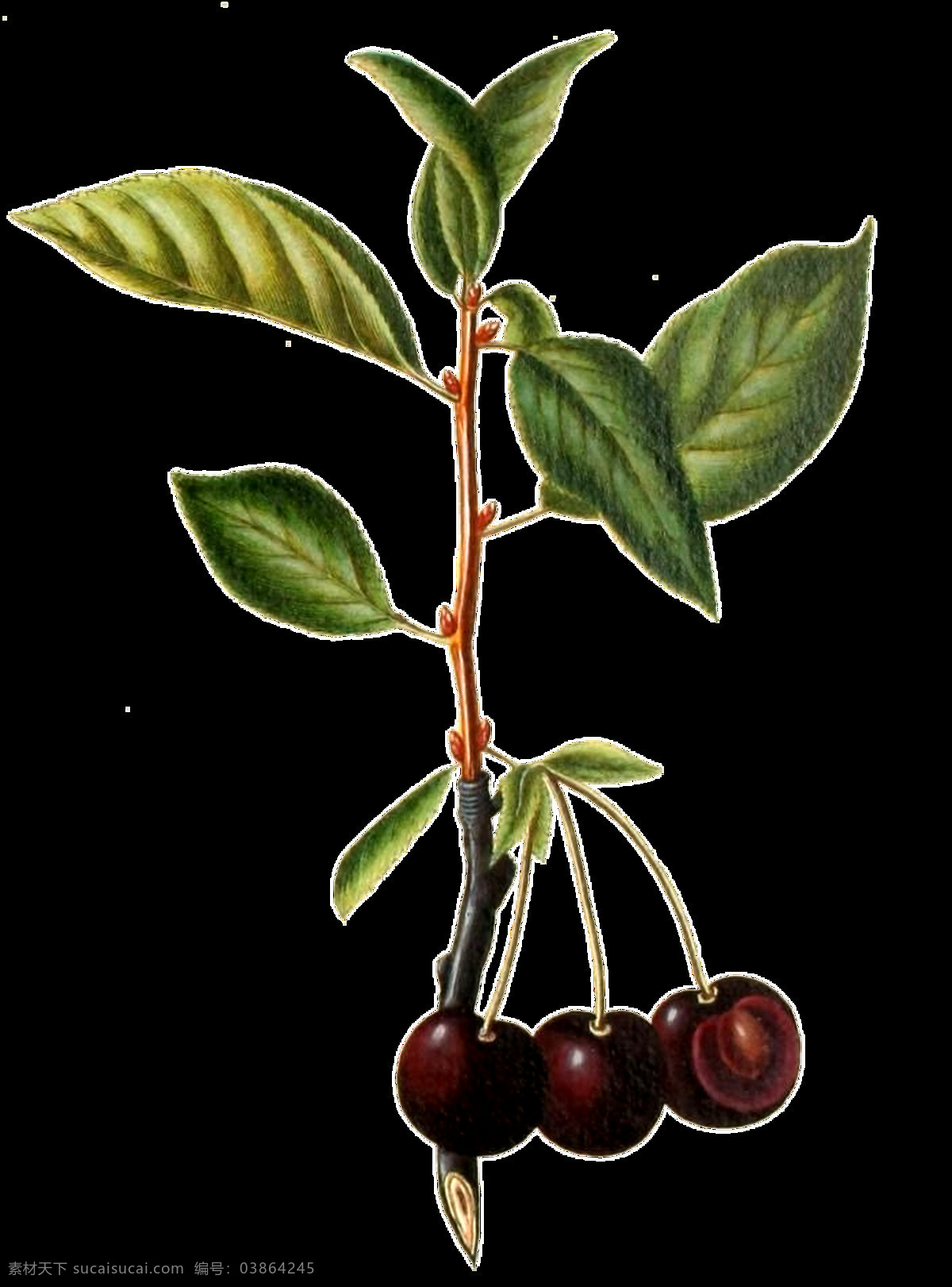 手绘 长 树上 樱桃 透明 植物 绿叶 免扣素材 深红色 树枝 水果 透明素材 装饰图片