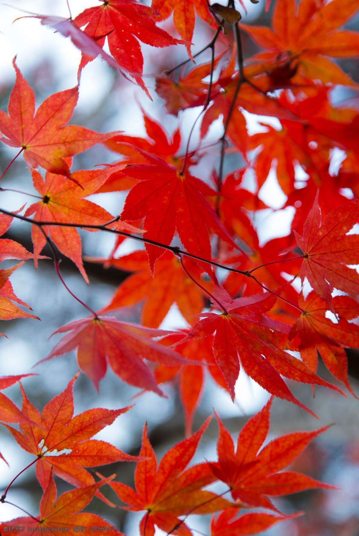 红枫 红色枫叶 枫叶 树叶 秋叶 秋景 秋意 生物世界 树木树叶