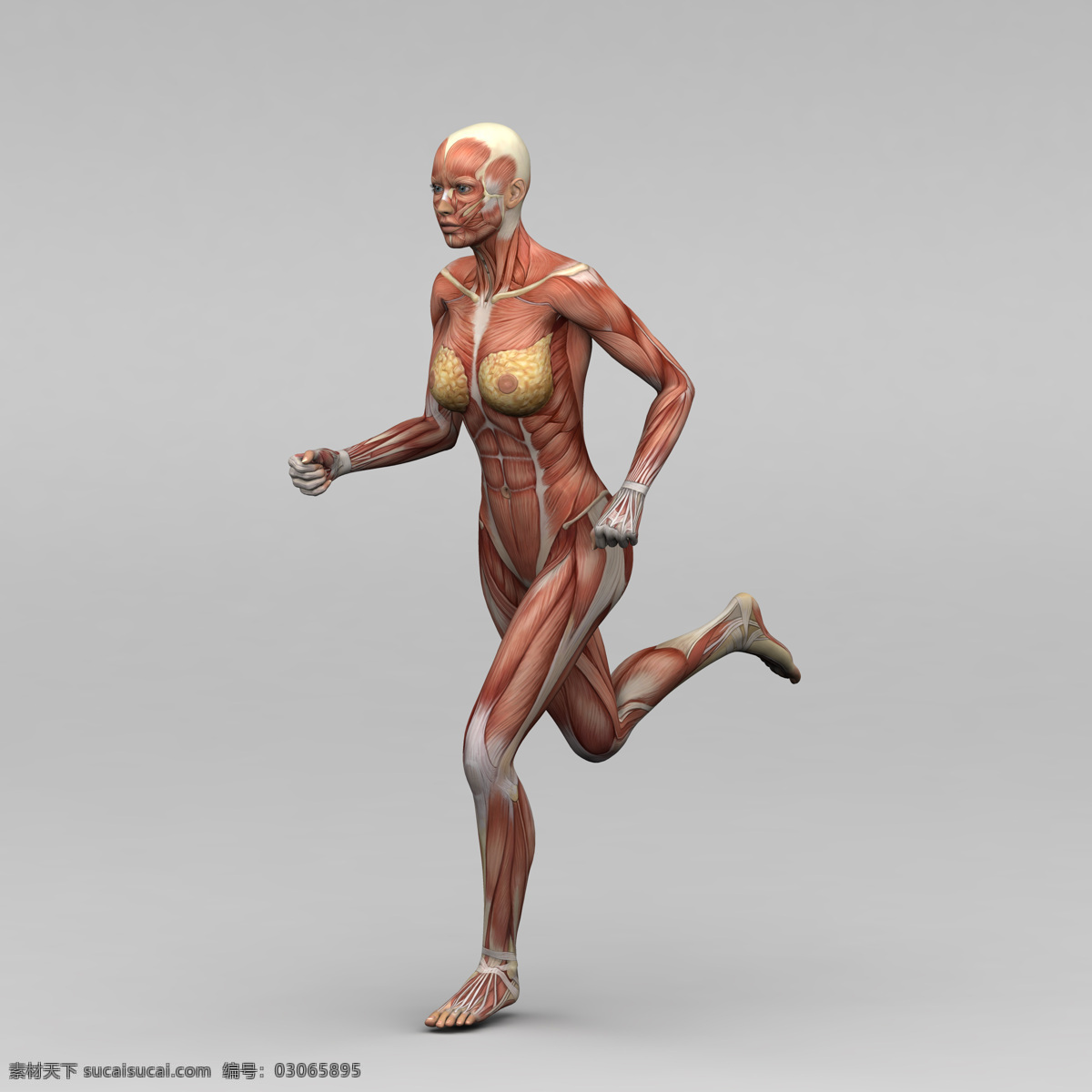 跑步 女性 人体 肌肉 组织 素描画 人体肌肉器官 肌肉结构 人体解剖学 其他人物 人物图库 医疗护理 现代科技