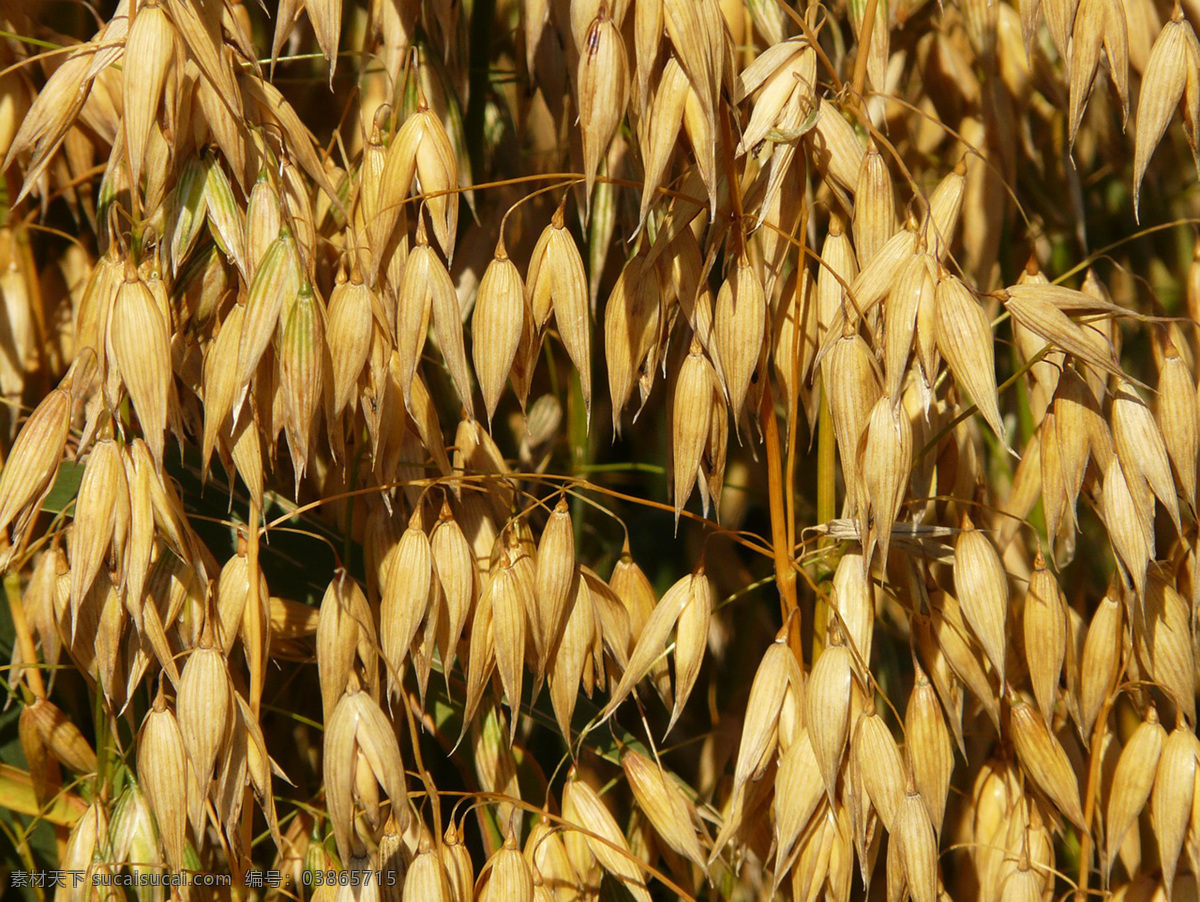 麦粒 成熟燕麦 食物 五谷