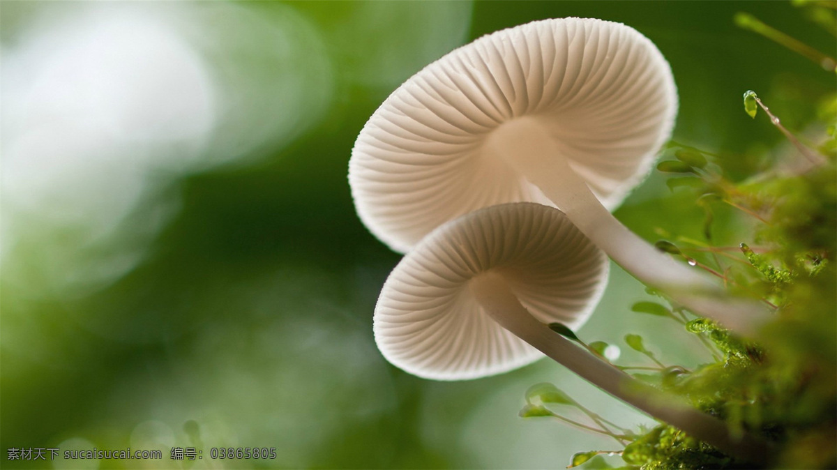 倔强的小蘑菇 倔强 小蘑菇 山间 生物 世界 植物 高清大图 背景大图 壁纸 背景壁纸 生物世界 其他生物