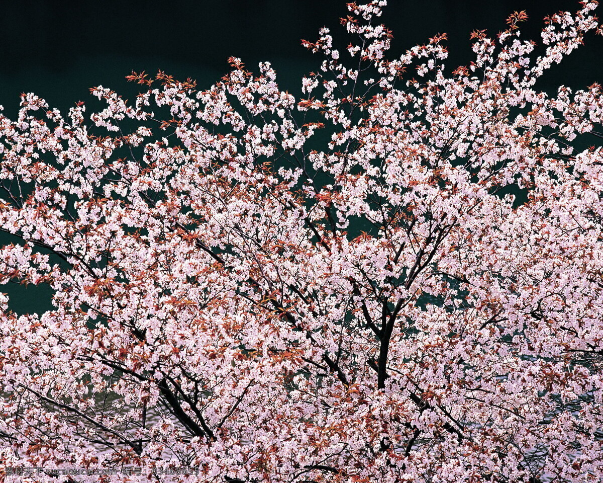 春暖花开 背景 风景 花 花草 花季 摄影图库 植物世界 自然风景 自然景观 花的季节 生活 旅游餐饮