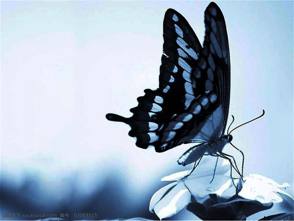 黑蓝蝴蝶图片 美丽蝴蝶 花蝶 花蝴蝶 飞虫 动物 生物世界 昆虫