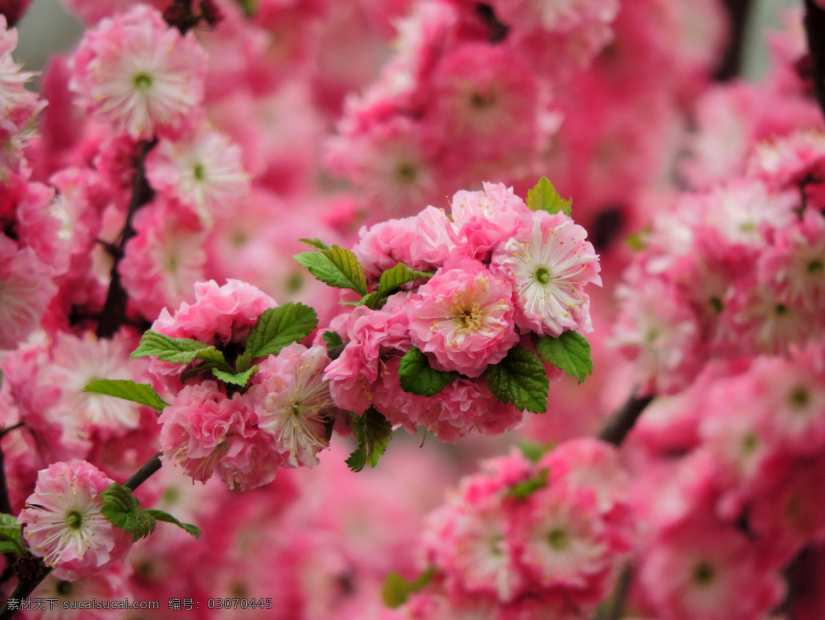 春色 姹紫嫣红 花满树 公园小景 花树 春天的花 春光 春天美景 桃花开 花草 生物世界