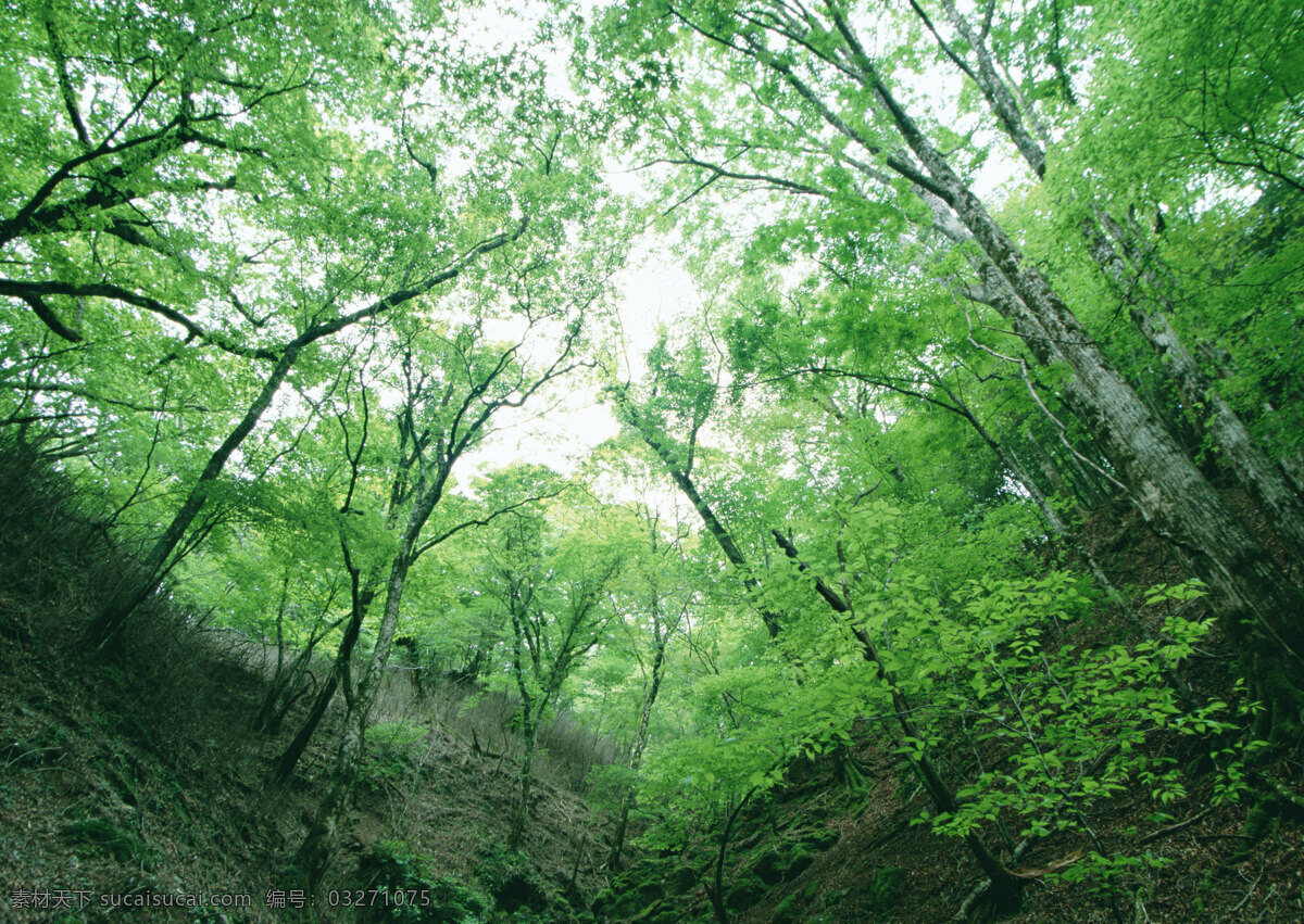 树林图片 森林树木 树林风景图片 树林高清图片 树木树叶 植物素材 生物世界 高清图片 花草树木