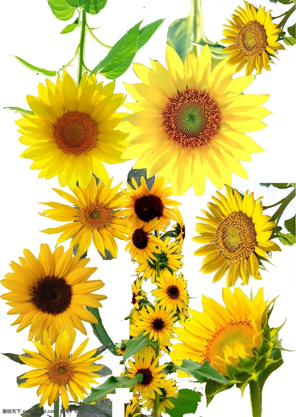 向日葵素材 向日葵 多图层 阳光 黄色 植物 花卉 矢量图 分层