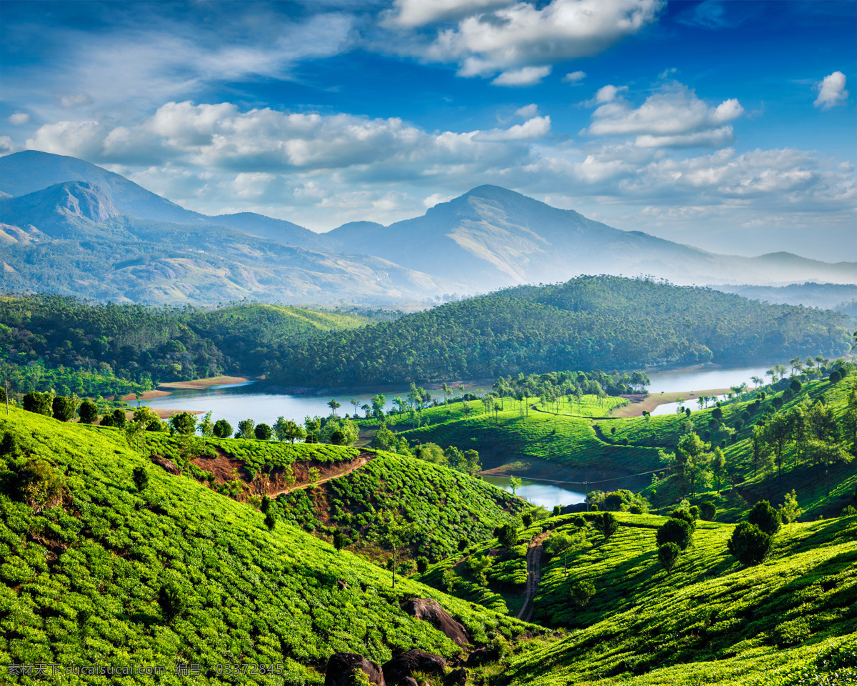 茶 茶树 茶园风光 采茶 风景 自然景观 田园风光