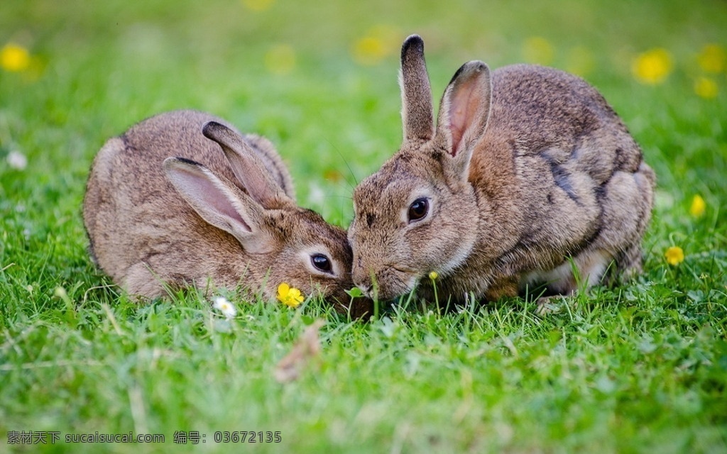 草地兔子 草地 绿草地 绿草 草坪 兔子 小兔子 小兔 可爱兔子 两只兔子 两只 灰兔 灰兔子 动物 生物世界 兔年 生肖兔 兔 野生动物