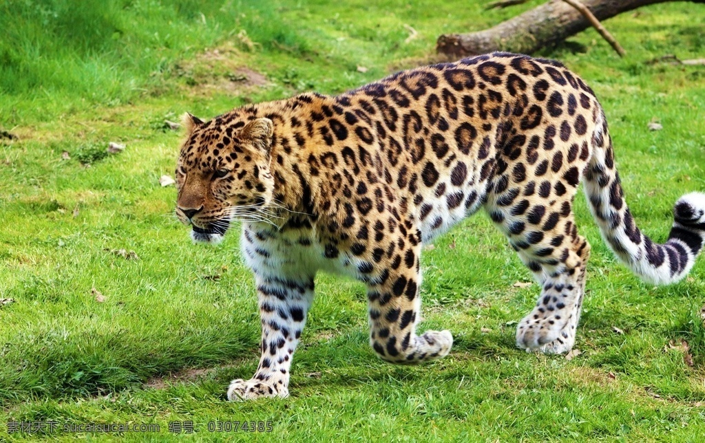 豹子 豹 panthera pardus 金钱豹 文豹 银钱豹 leopard panther 花豹 动物 猫科动物