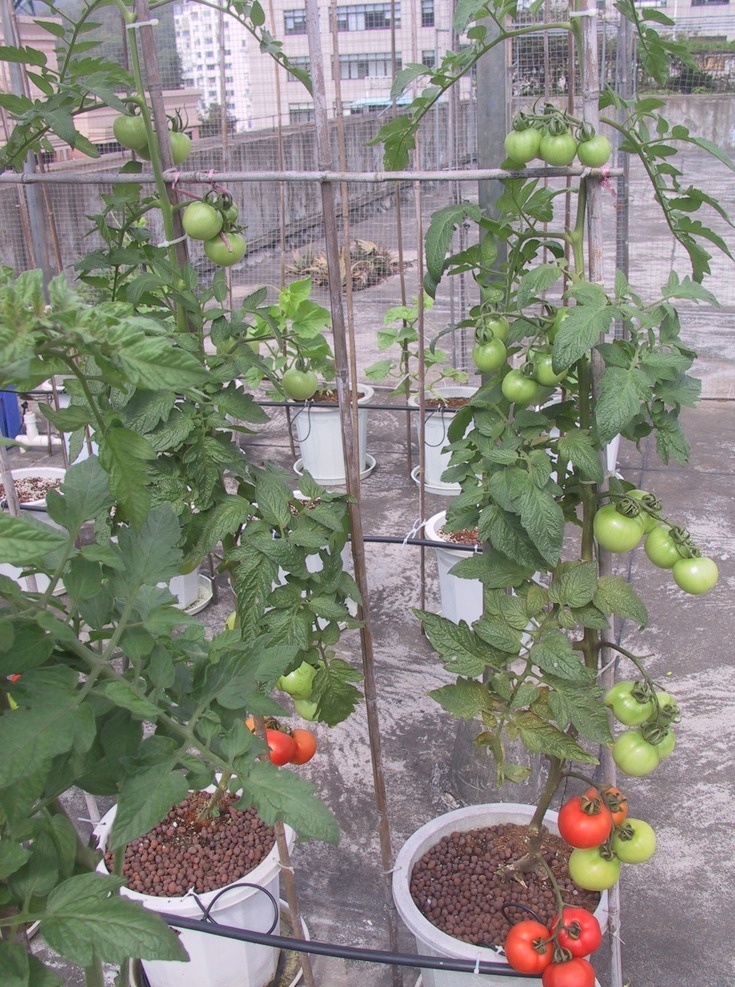 无土栽培番茄 小型 自动 设备 无土栽培 番茄 现代科技 农业生产
