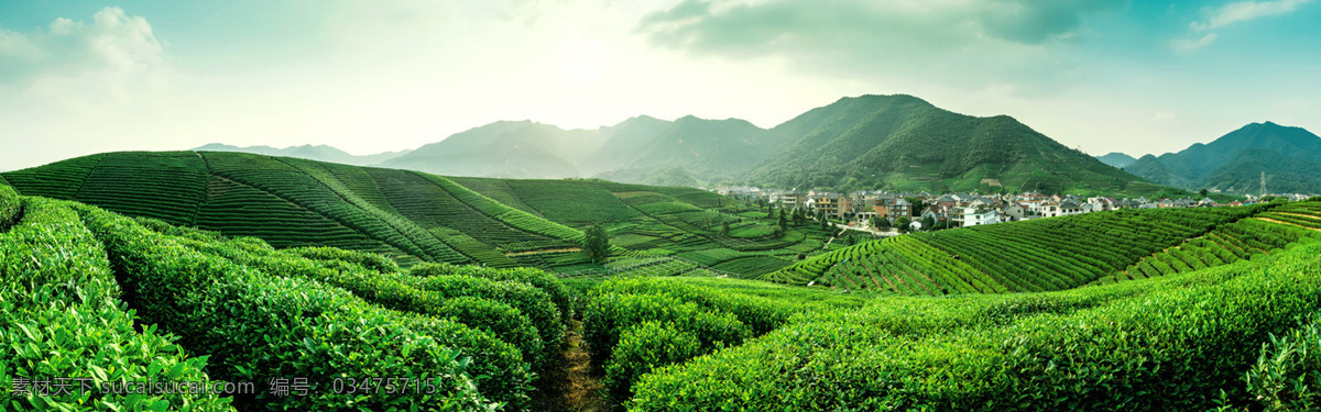 茶园 梯田 绿色 清新 自然 背景 自然生态