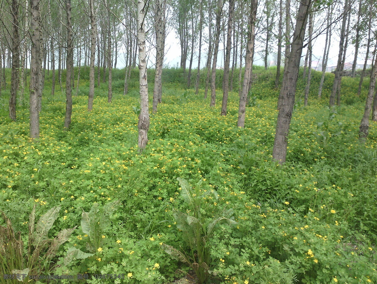 白桦林 树林 花丛 草丛 杨树林 自然景观 自然风景