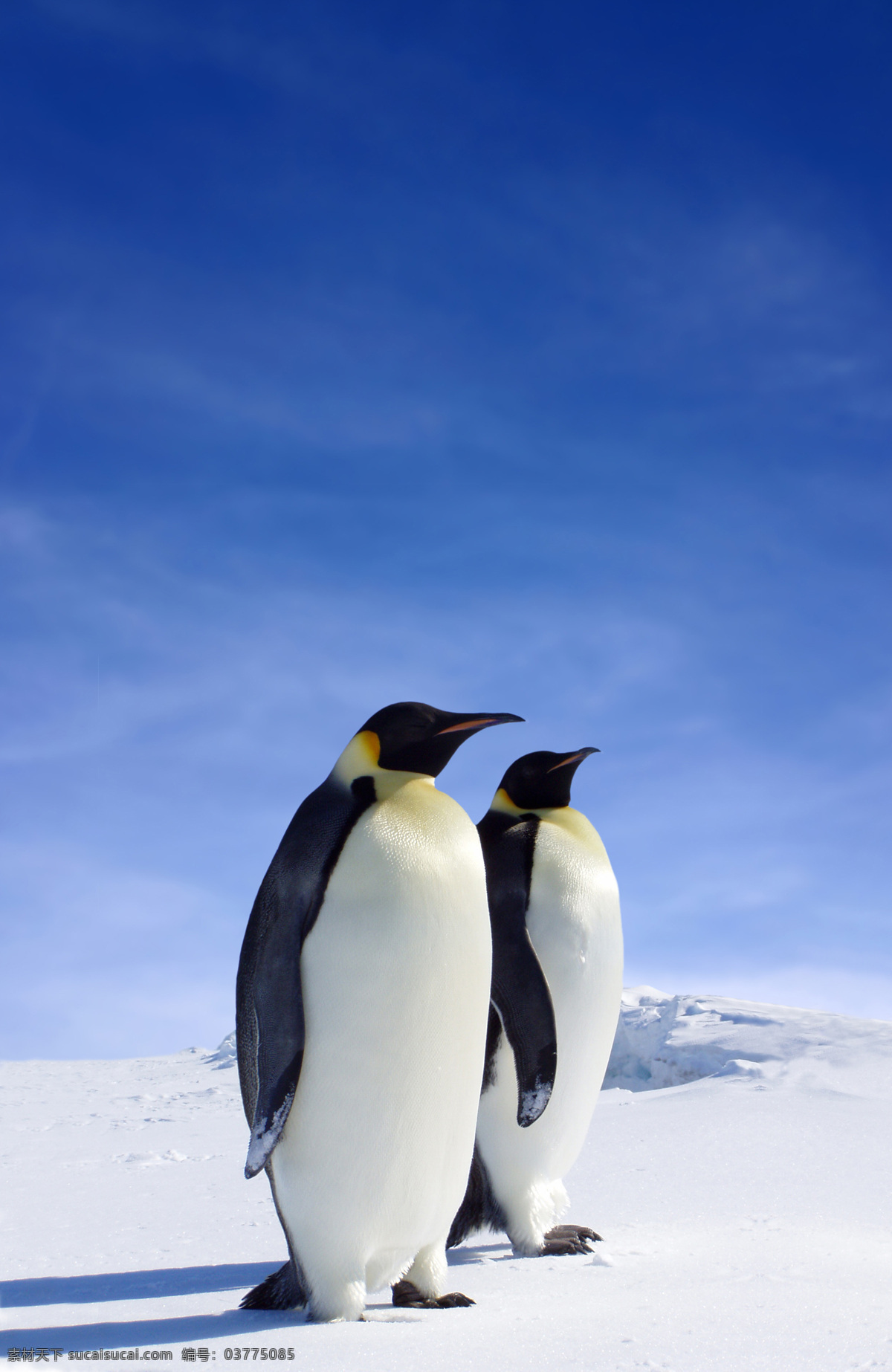 南极 帝 企鹅 鹅 动物 帝企鹅 南极动物 鸟 一群企鹅 冰山 冰天雪地 动物摄影 南极企鹅 企鹅群 企鹅素材 生物世界 海洋生物